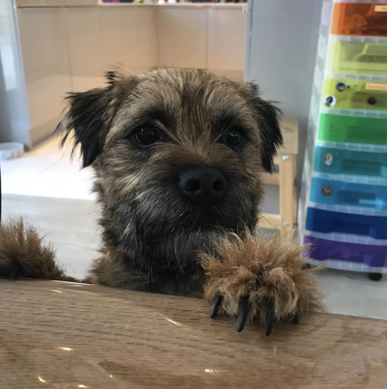 Astro, a border terrier, peering over the edge of a table with a paw resting on it