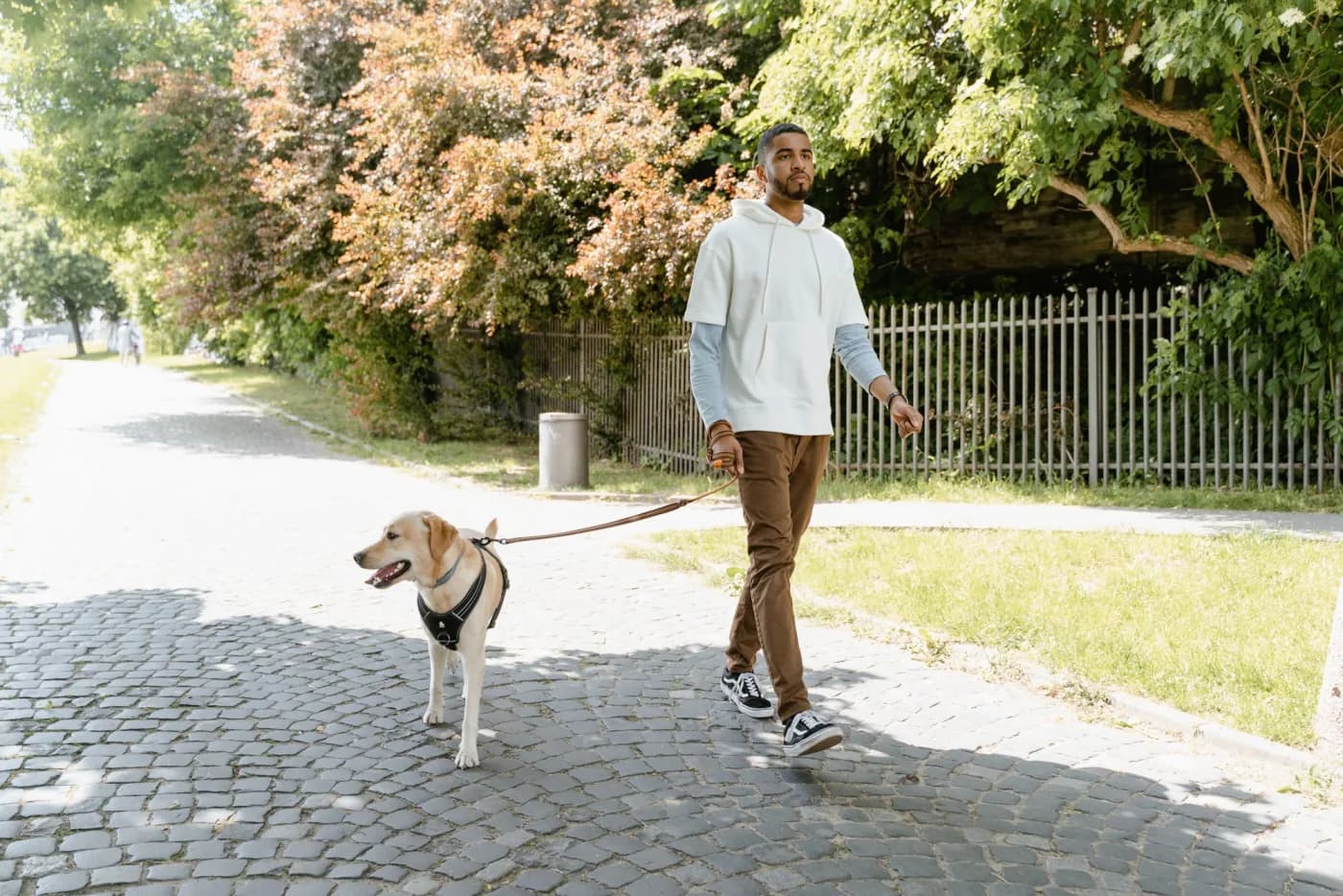 A man walking a Labrador on a lead along a sunny park path