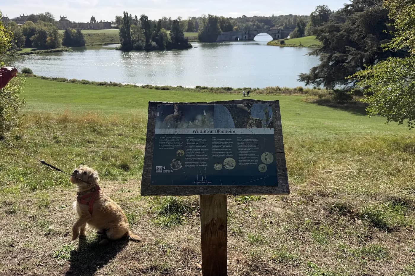 Astro, a border terrier on a lead, sitting beside a wildlife information board overlooking the lake and Vanbrugh's Grand Bridge at Blenheim